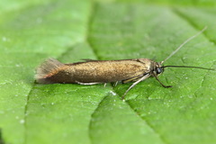 Scythris obscurella