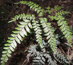 Adiantum fulvum