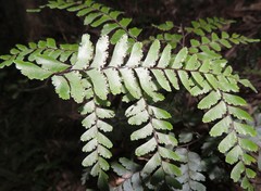 Adiantum fulvum