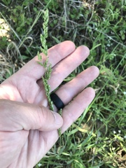 Sphenopholis obtusata