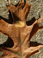 Callirhytis lanata