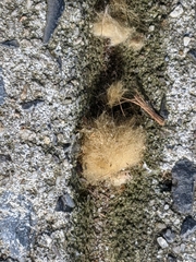 Callirhytis lanata