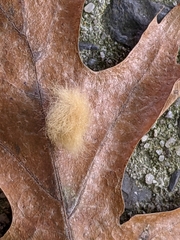Callirhytis lanata