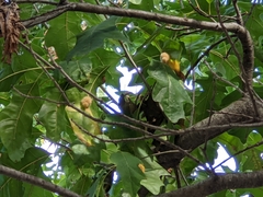 Callirhytis lanata