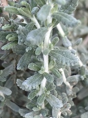 Teucrium capitatum majoricum