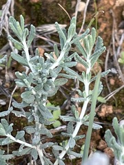 Teucrium capitatum majoricum