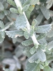 Teucrium capitatum majoricum