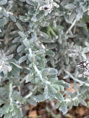 Teucrium capitatum majoricum