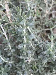 Teucrium capitatum majoricum
