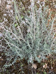 Teucrium capitatum majoricum