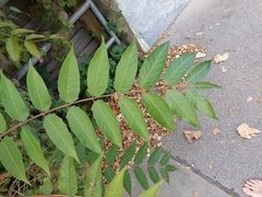 Ailanthus altissima