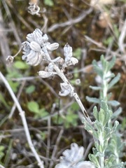 Teucrium capitatum majoricum
