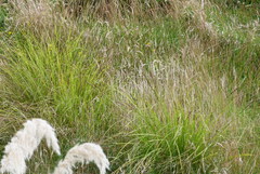 Carex virgata