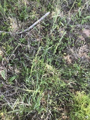 Sphenopholis obtusata