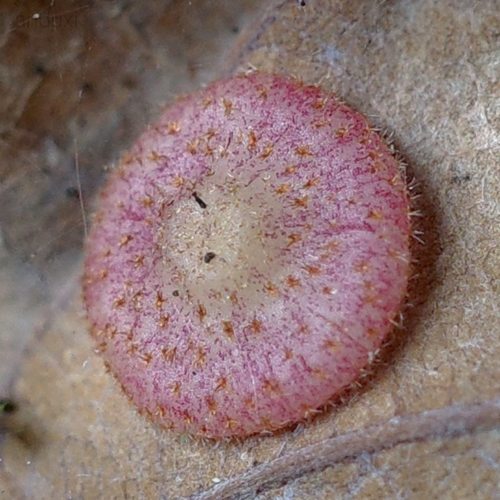 Common Spangle Gall Wasp