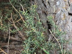 Asparagus aphyllus
