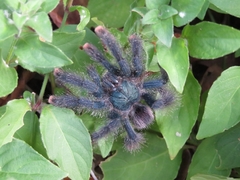 Avicularia avicularia
