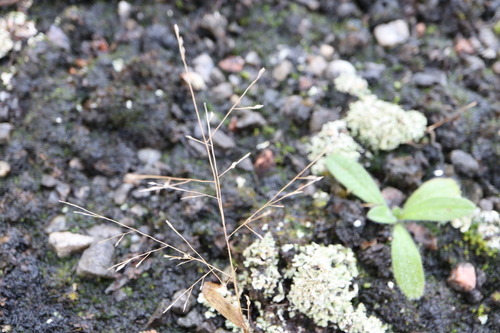 Image of Panicum philadelphicum by (c) Henry "Nick" Robertson, some rights reserved (CC BY-SA)