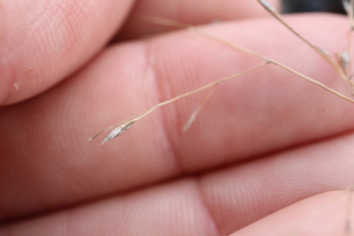 Image of Panicum philadelphicum by (c) Henry "Nick" Robertson, some rights reserved (CC BY-SA)