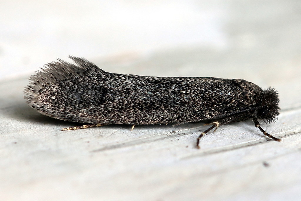 Elatobia fuliginosella