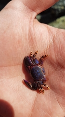Petrolisthes violaceus