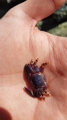 Petrolisthes violaceus