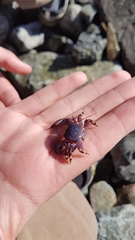 Petrolisthes violaceus