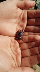 Petrolisthes violaceus