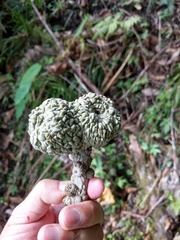 Lithocarpus lepidocarpus