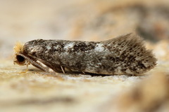 Infurcitinea ignicomella