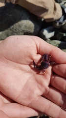 Petrolisthes violaceus