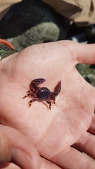 Petrolisthes violaceus