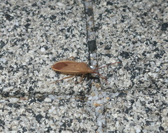 Homoeocerus marginiventris