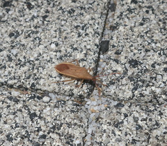 Homoeocerus marginiventris