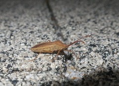 Homoeocerus marginiventris