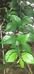 Hibiscus schizopetalus