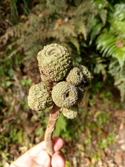 Lithocarpus lepidocarpus