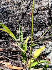 Chlorophytum crispum