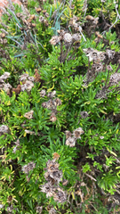 Limbarda crithmoides