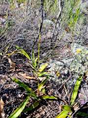 Chlorophytum crispum