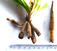 Chlorophytum crispum