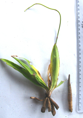 Chlorophytum crispum