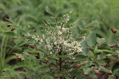 Rhus hypoleuca