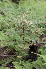Rhus hypoleuca
