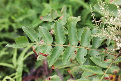 Rhus hypoleuca