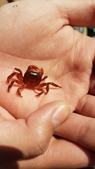 Cyclograpsus cinereus