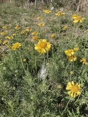 Gaillardia megapotamica