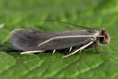 Monopis pallidella