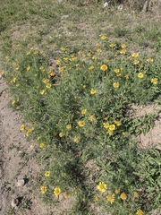 Gaillardia megapotamica