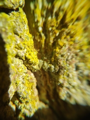 Chaenotheca phaeocephala